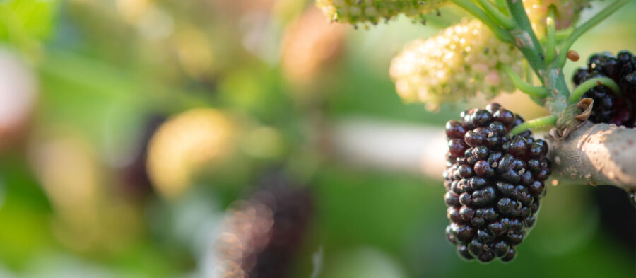 como-afecta-el-clima-a-las-moras