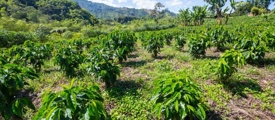 Cómo el clima afecta su café: Lo que todo caficultor debe saber