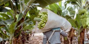 Proteja su cosecha de plátano: Todo lo que necesita saber sobre el clima