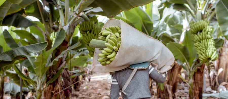 Proteja su cosecha de plátano: Todo lo que necesita saber sobre el clima